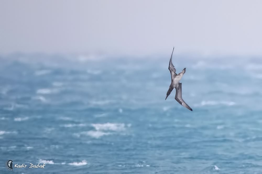 Northern Gannet