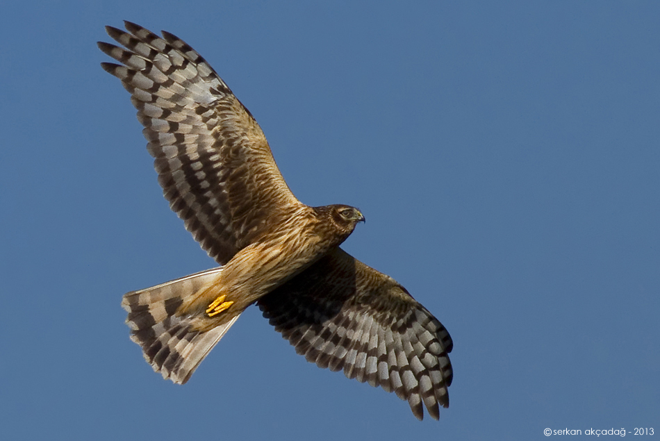 Hen Harrier