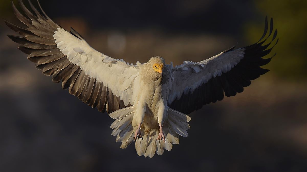 Egyptian Vulture