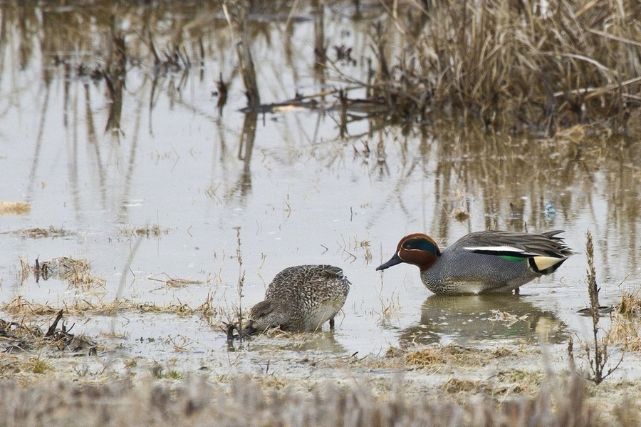 Eurasian Teal