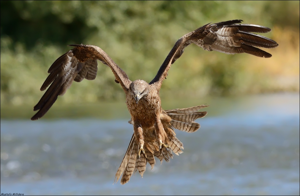 Black Kite