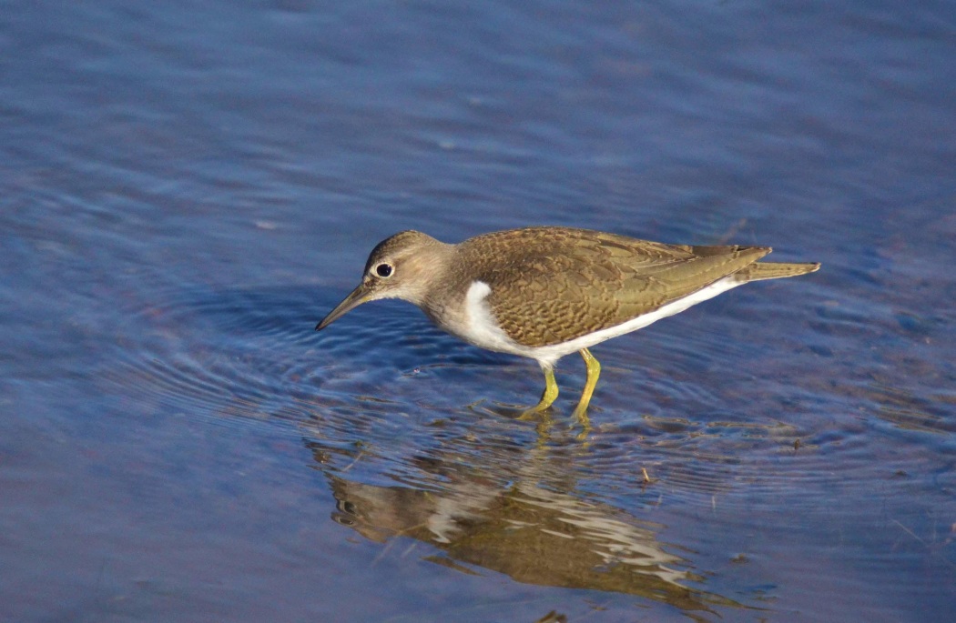 Common Sandpiper