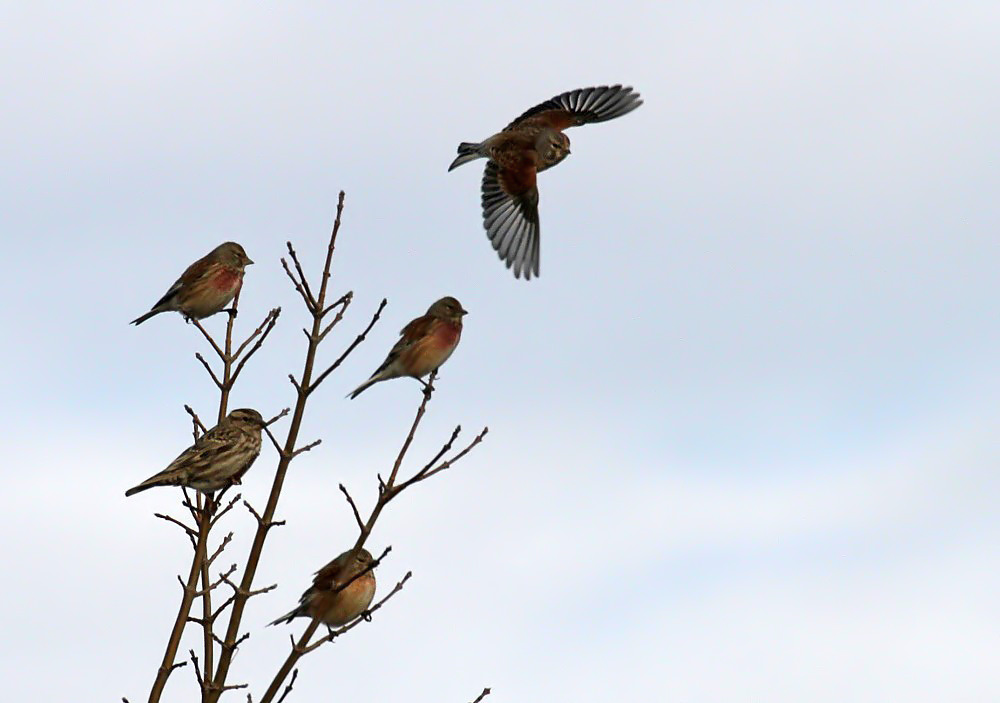 Common Linnet