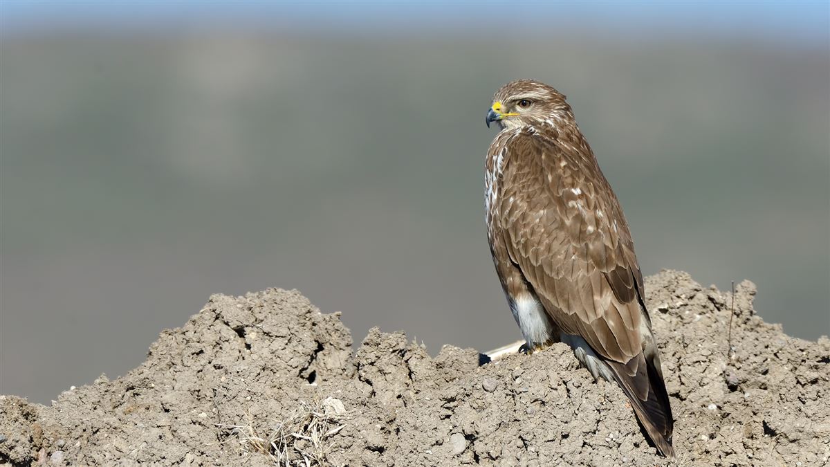 Common Buzzard