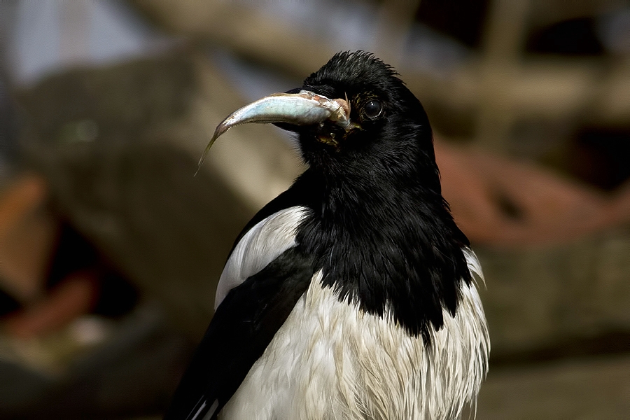 Eurasian Magpie