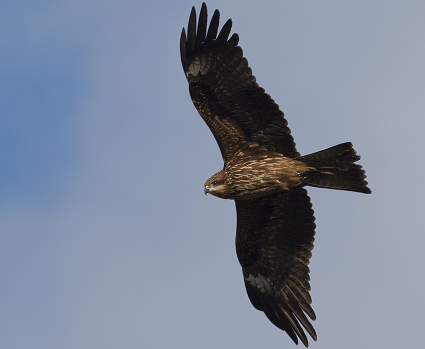 Black Kite