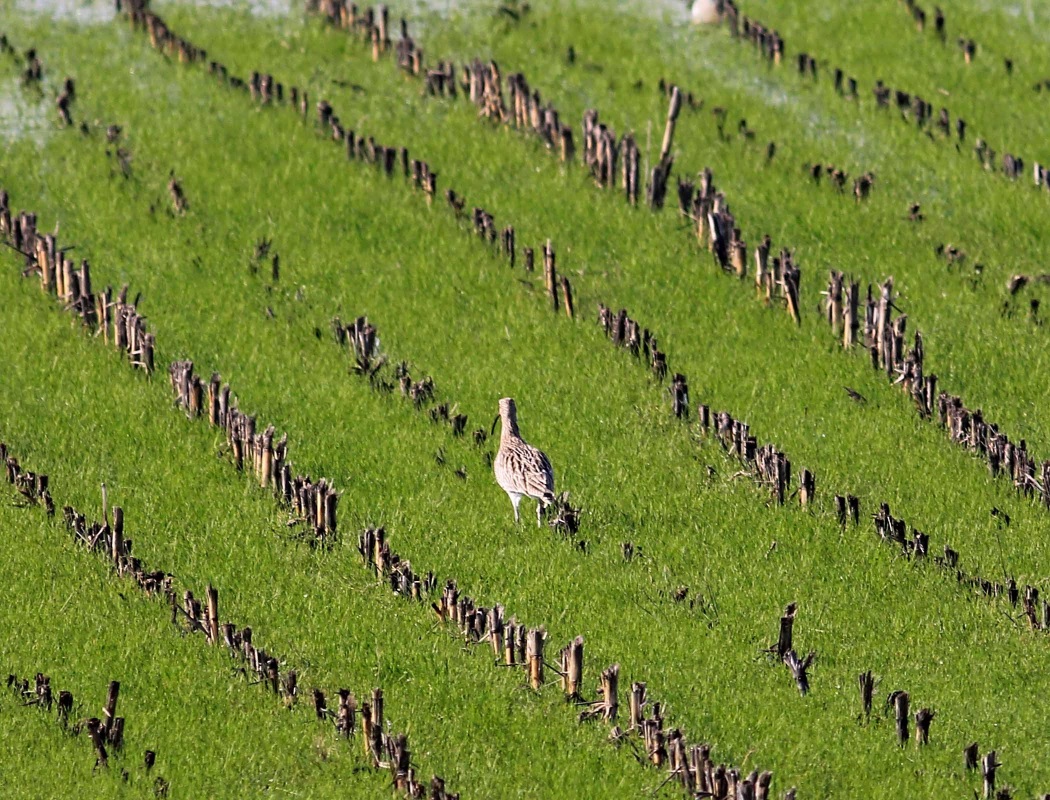 Eurasian Curlew