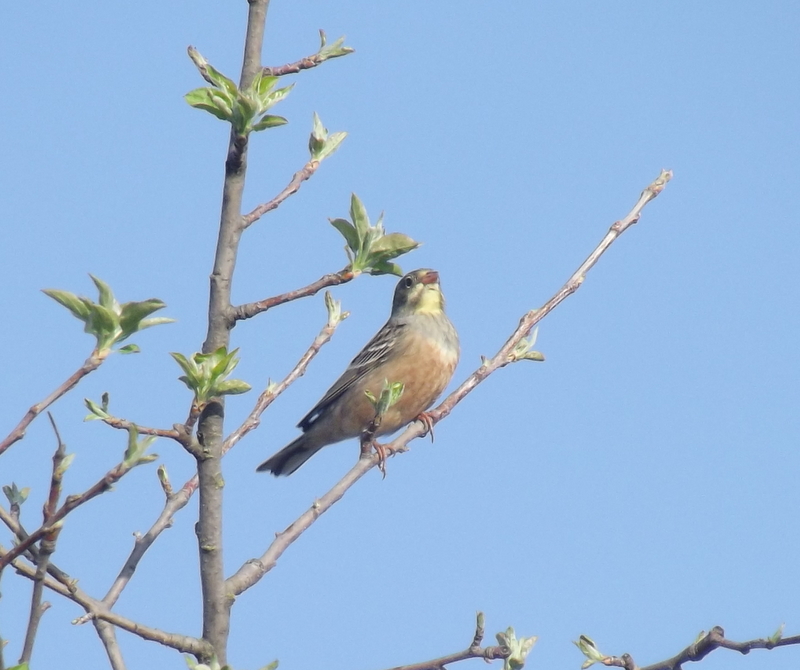 Ortolan Bunting