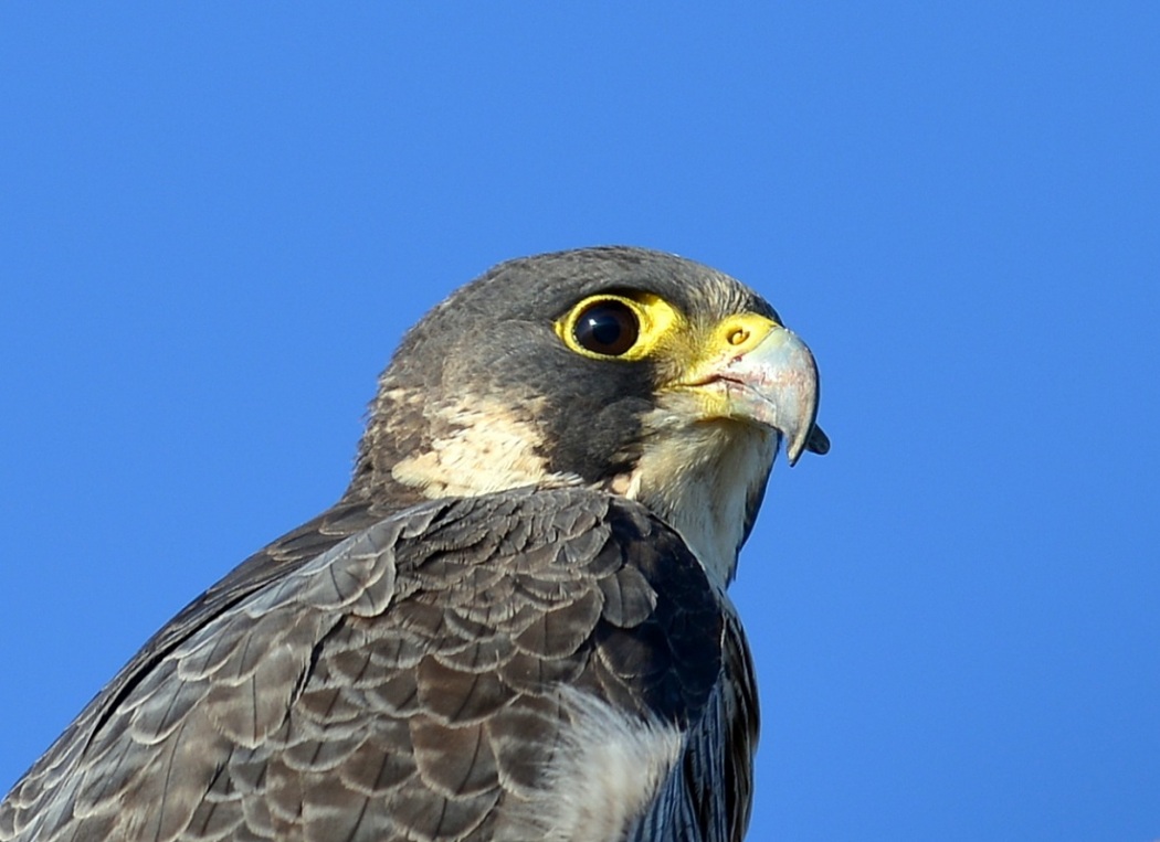 Peregrine Falcon