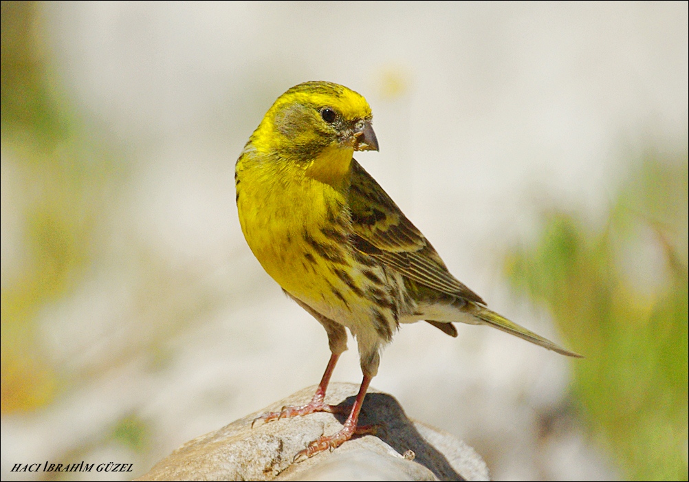 European Serin