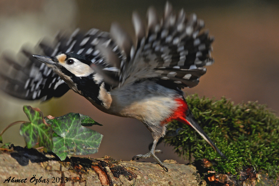 Great Spotted Woodpecker