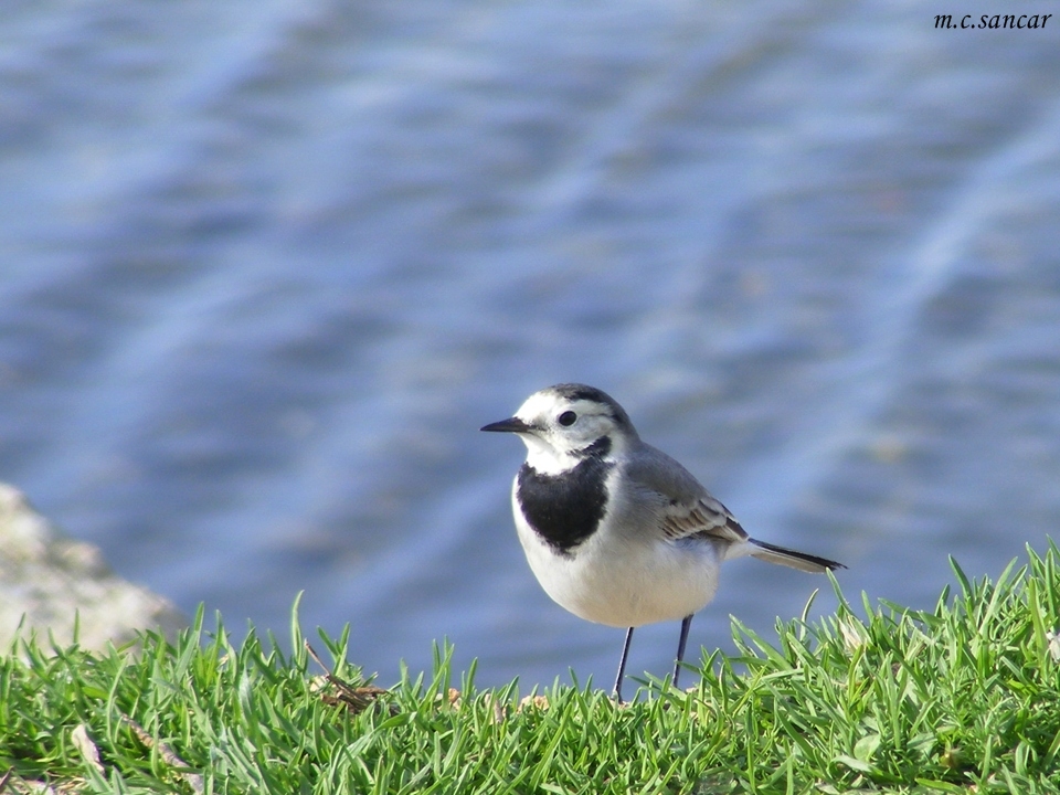 White Wagtail