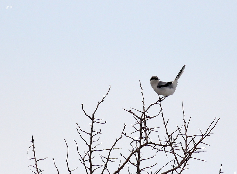 Great Grey Shrike