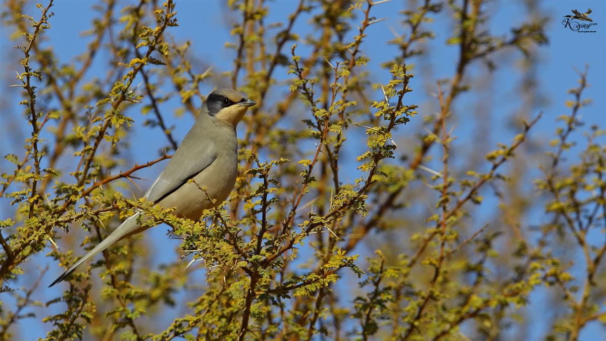 Grey Hypocolius