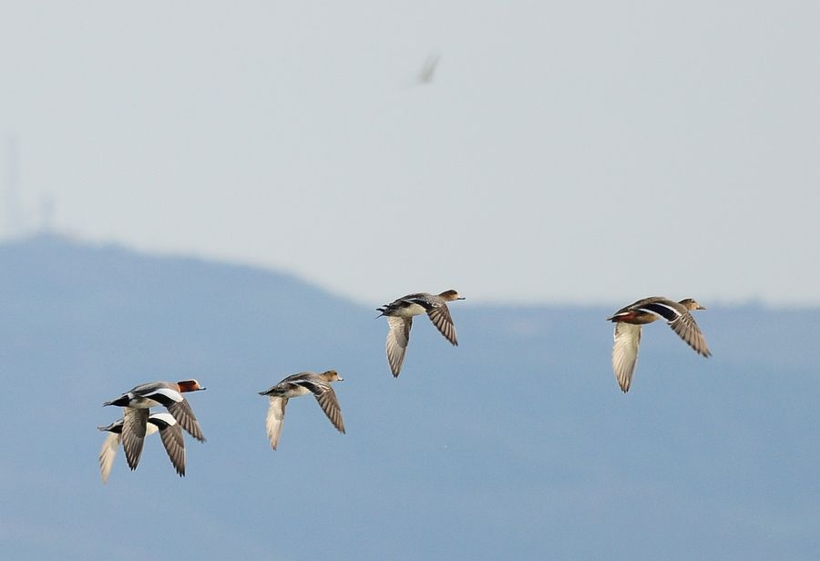 Eurasian Wigeon