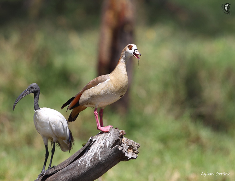 Egyptian Goose