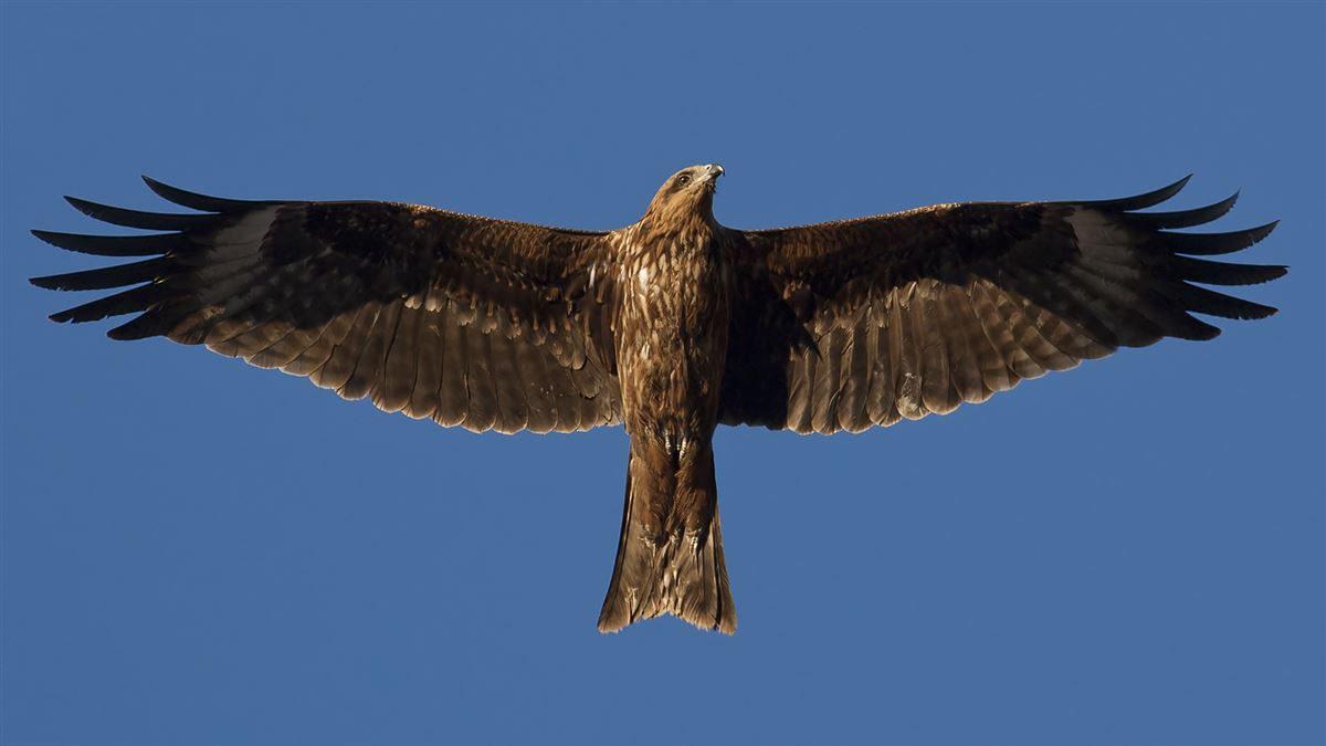 Black Kite