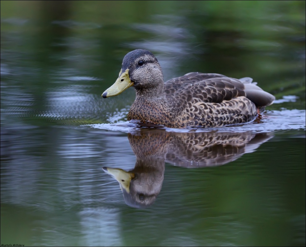Mallard