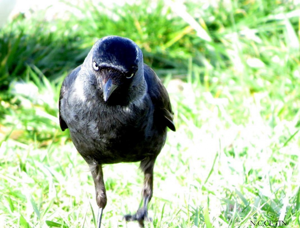 Western Jackdaw