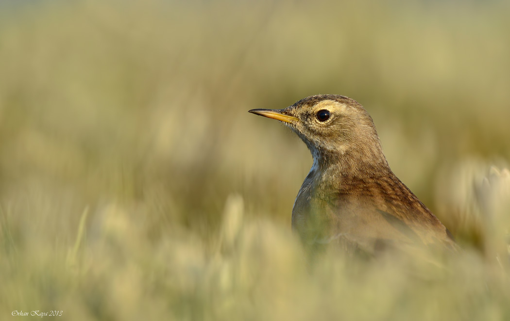 Water Pipit