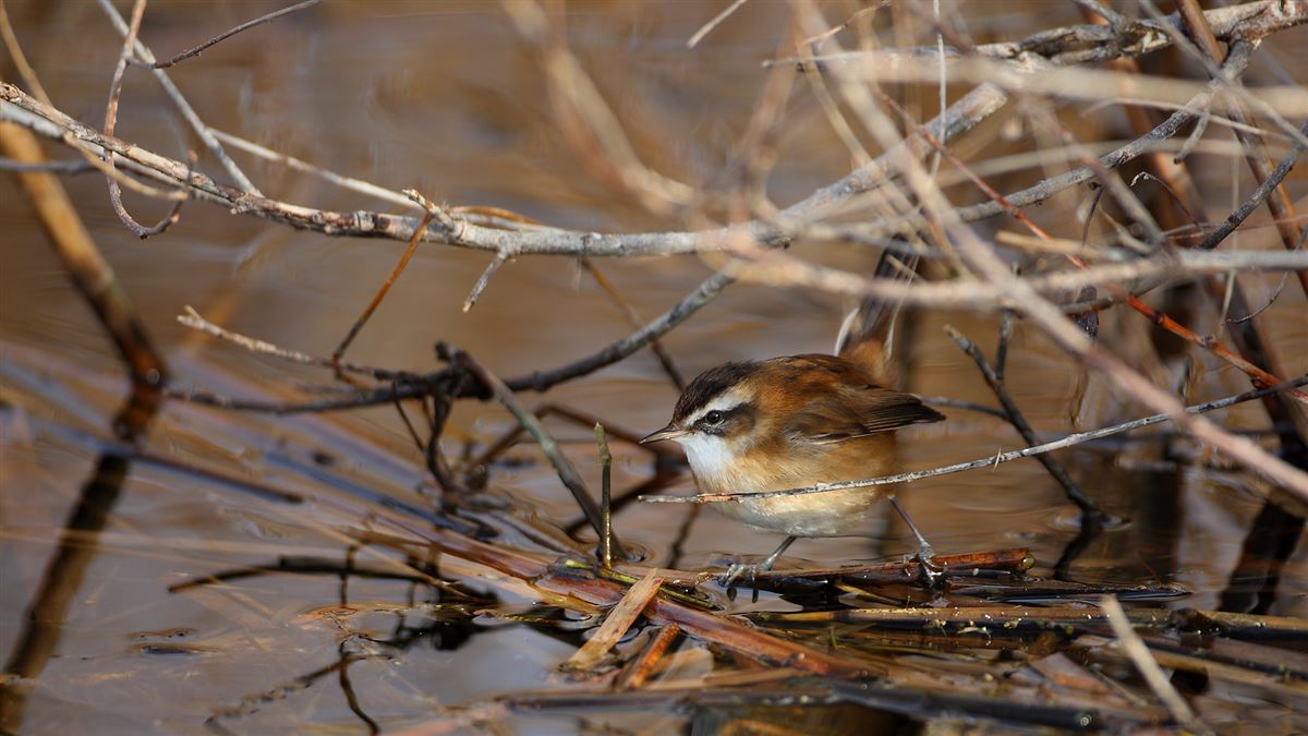 Moustached Warbler