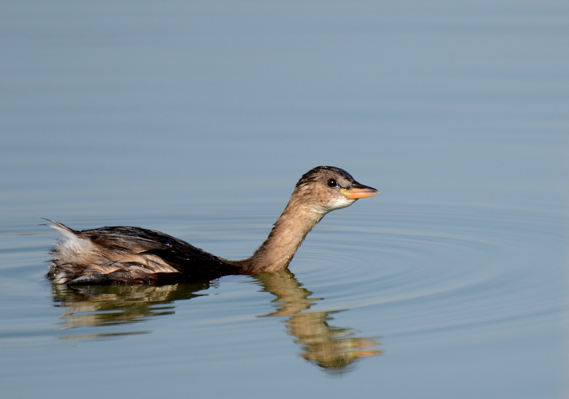 Little Grebe