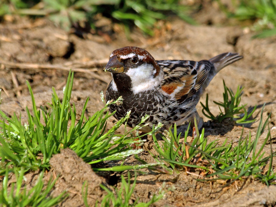 Spanish Sparrow
