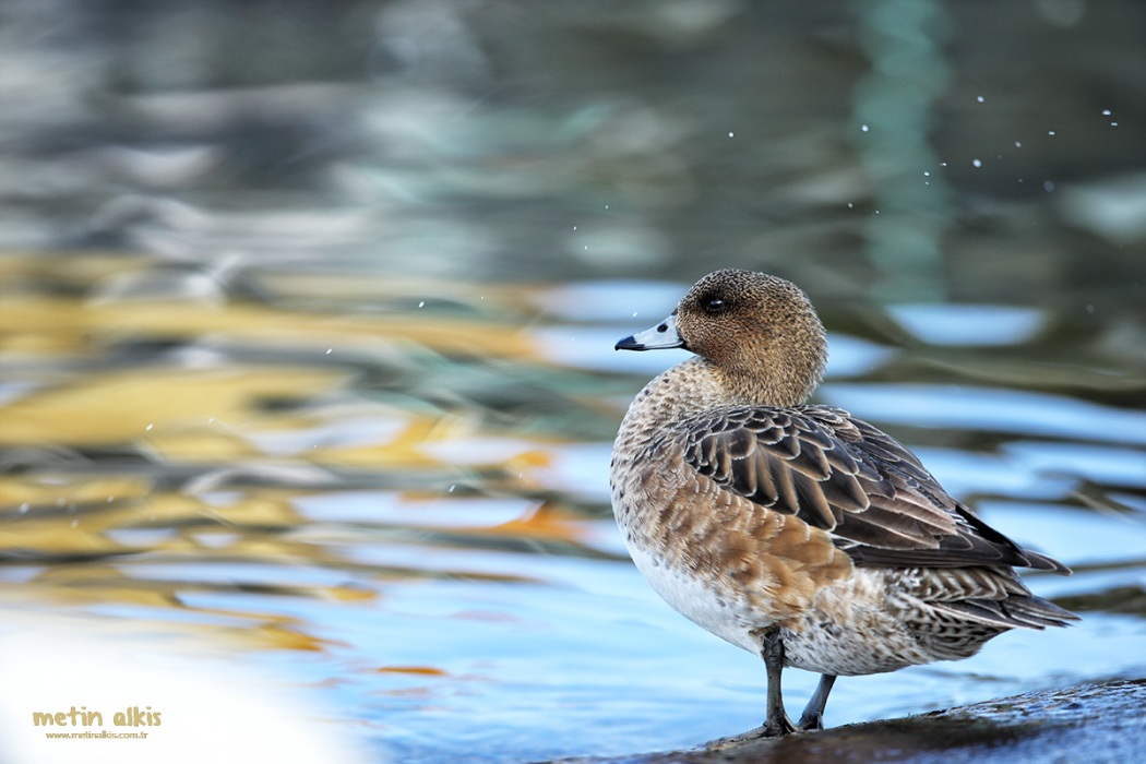 Eurasian Wigeon