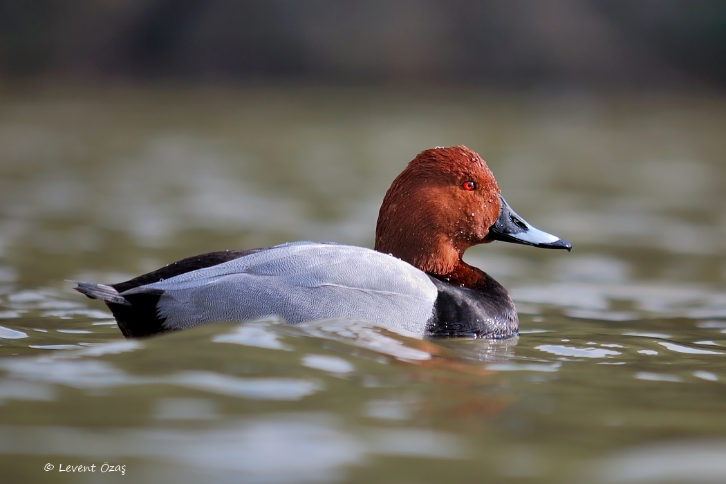 Common Pochard