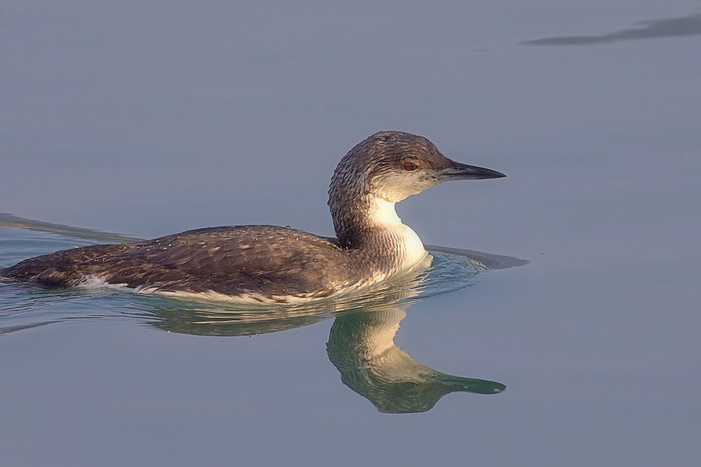Black-throated Loon