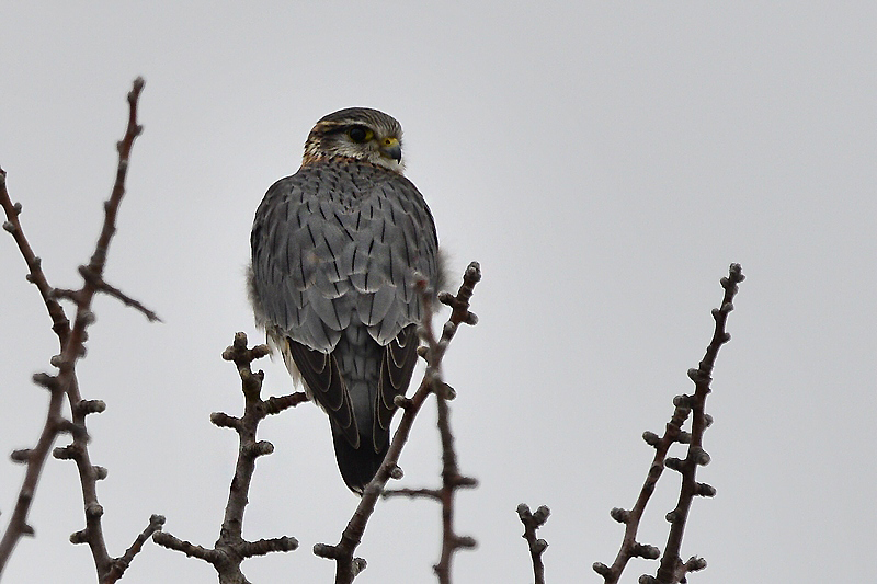 Merlin