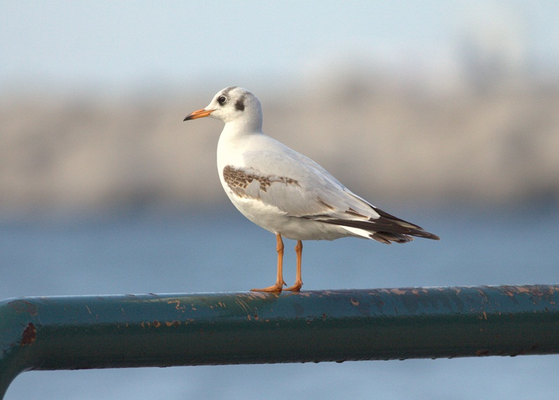 Black-headed Gull