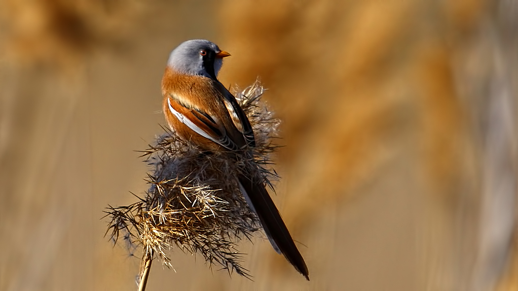 Bearded Reedling