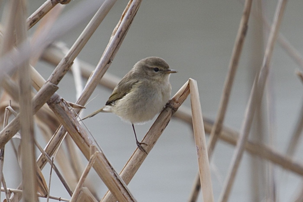Common Chiffchaff