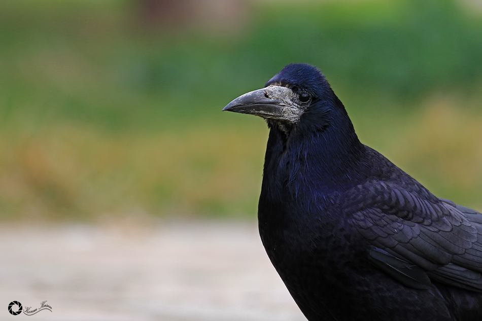 Rook