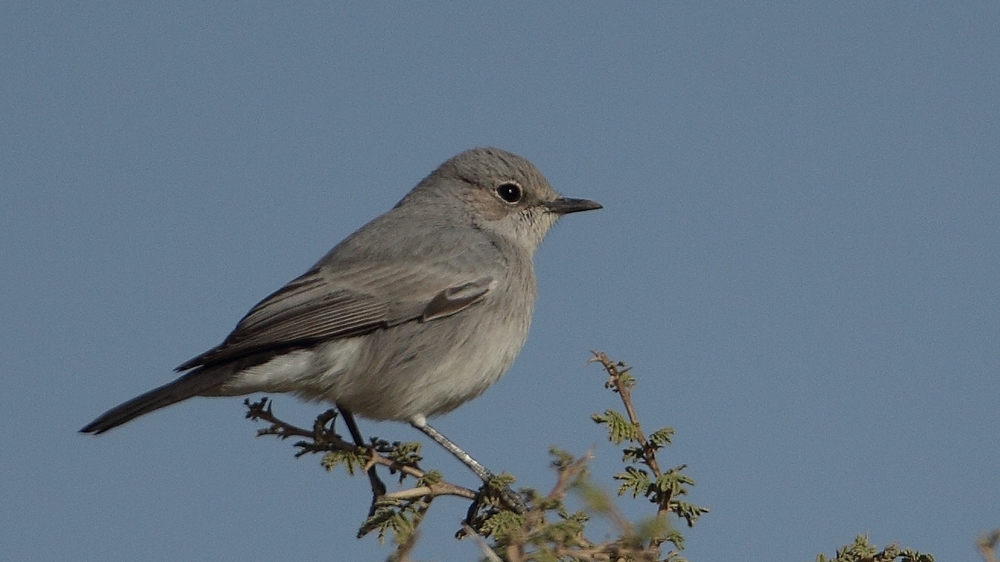 Blackstart