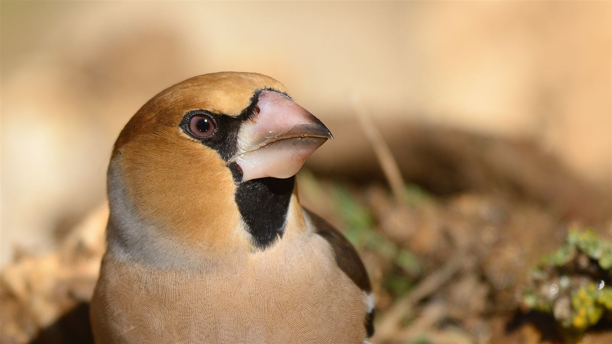 Hawfinch