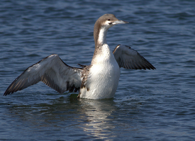 Black-throated Loon