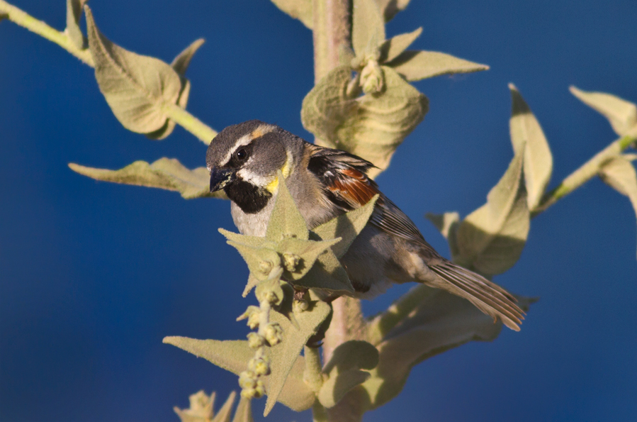 Dead Sea Sparrow