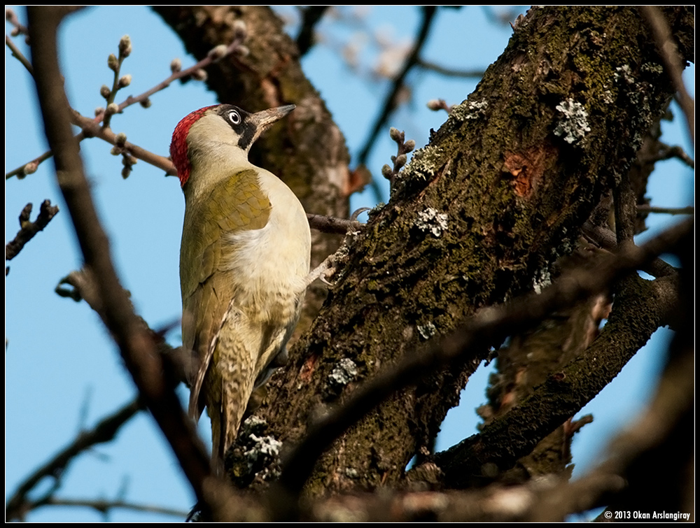 European Green Woodpecker