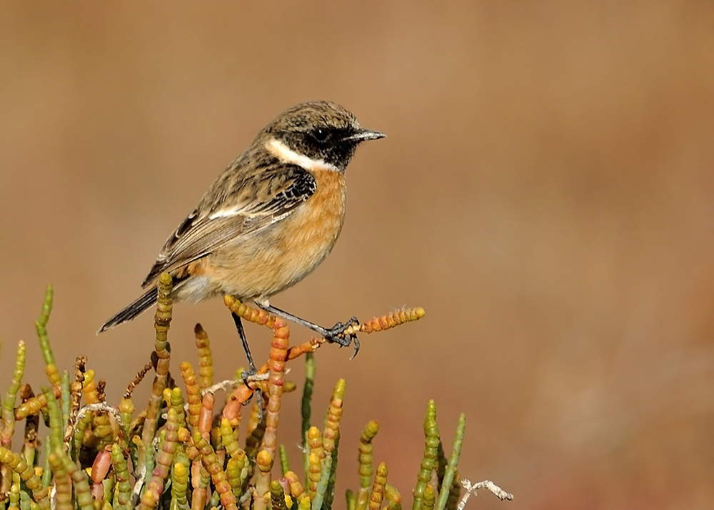 European Stonechat