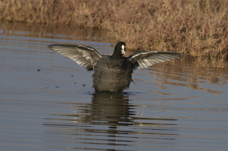 Eurasian Coot