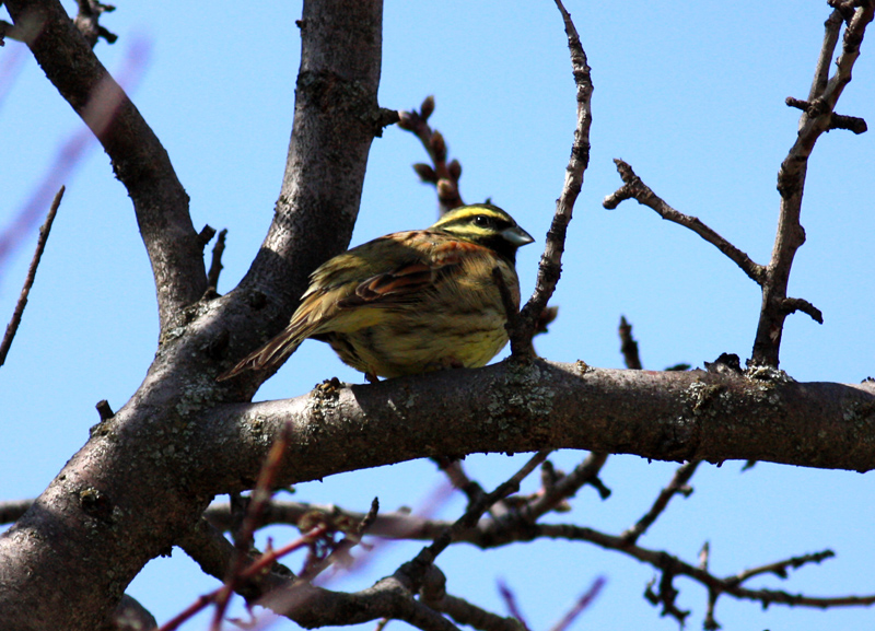 Cirl Bunting