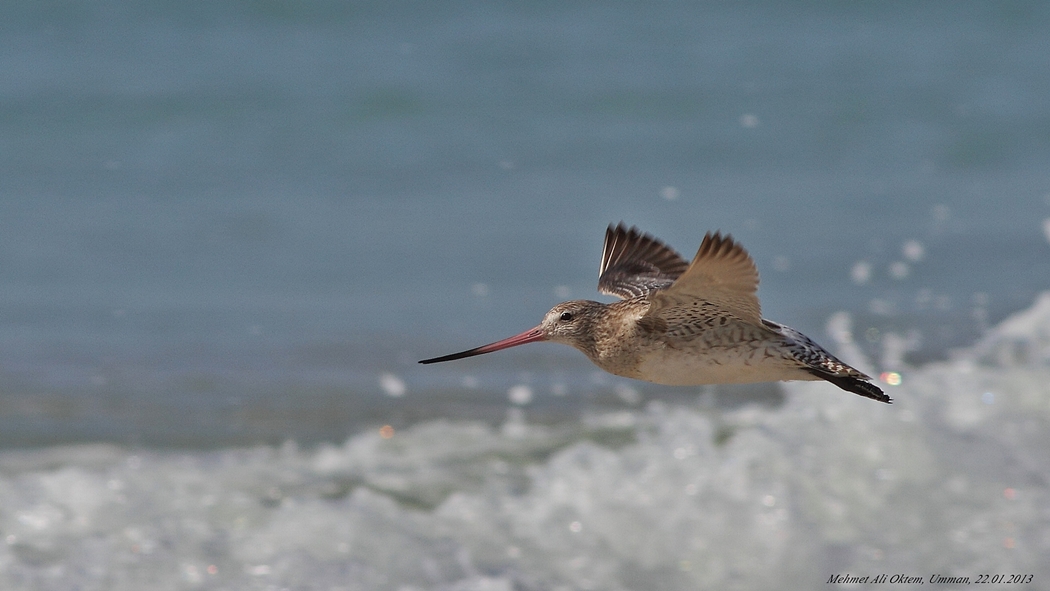 Bar-tailed Godwit