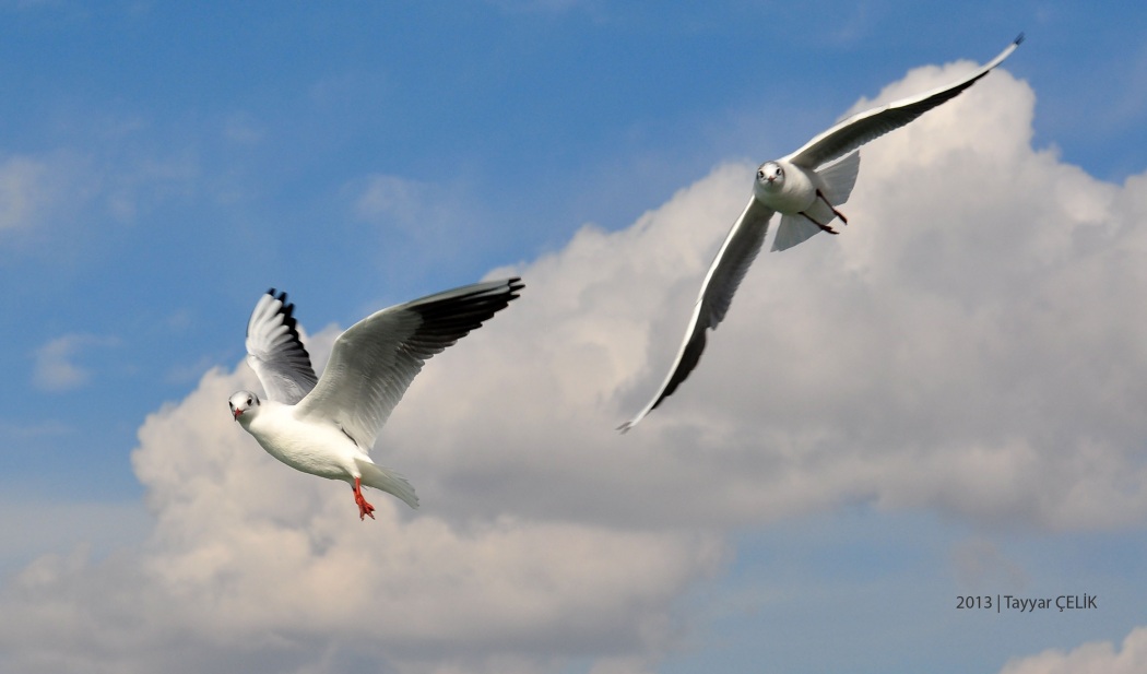 Black-headed Gull