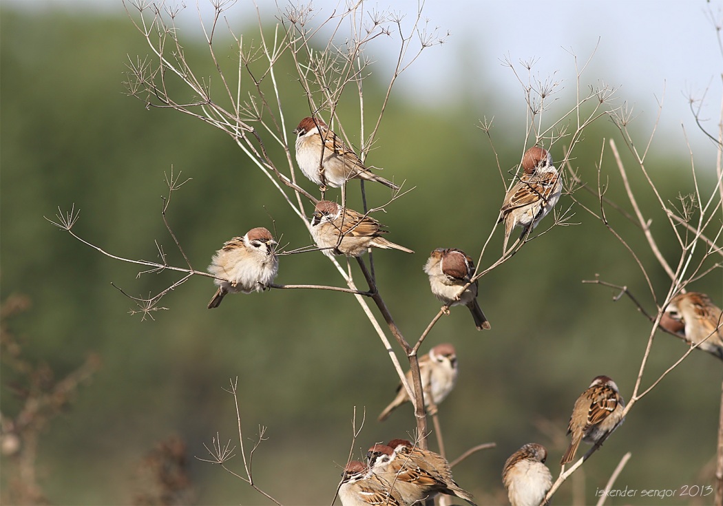 Eurasian Tree Sparrow