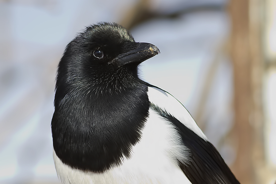 Eurasian Magpie