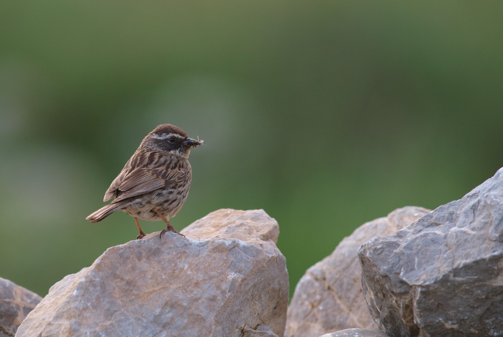 Radde`s Accentor