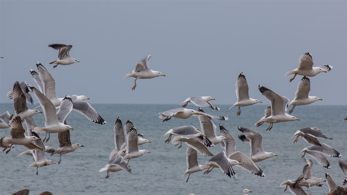 Caspian Gull