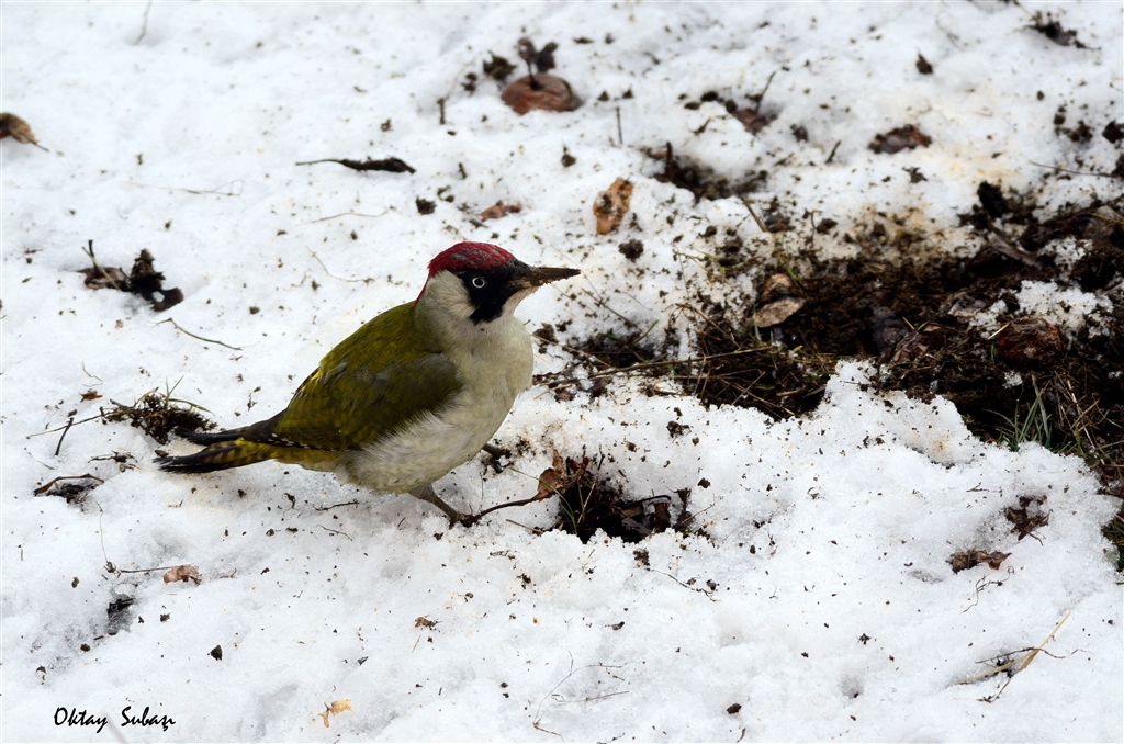 European Green Woodpecker